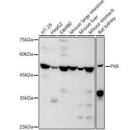 Western Blot - Anti-PXR Antibody (A90294) - Antibodies.com