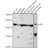 Western Blot - Anti-PXR Antibody (A90294) - Antibodies.com