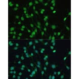 Immunofluorescence - Anti-PXR Antibody (A90294) - Antibodies.com