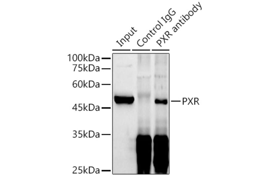 Western Blot - Anti-PXR Antibody (A90294) - Antibodies.com