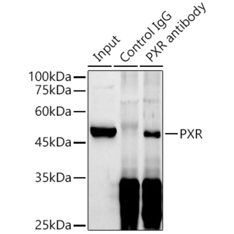 Western Blot - Anti-PXR Antibody (A90294) - Antibodies.com