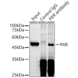 Western Blot - Anti-PXR Antibody (A90294) - Antibodies.com