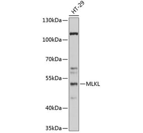 Western Blot - Anti-MLKL Antibody (A90295) - Antibodies.com