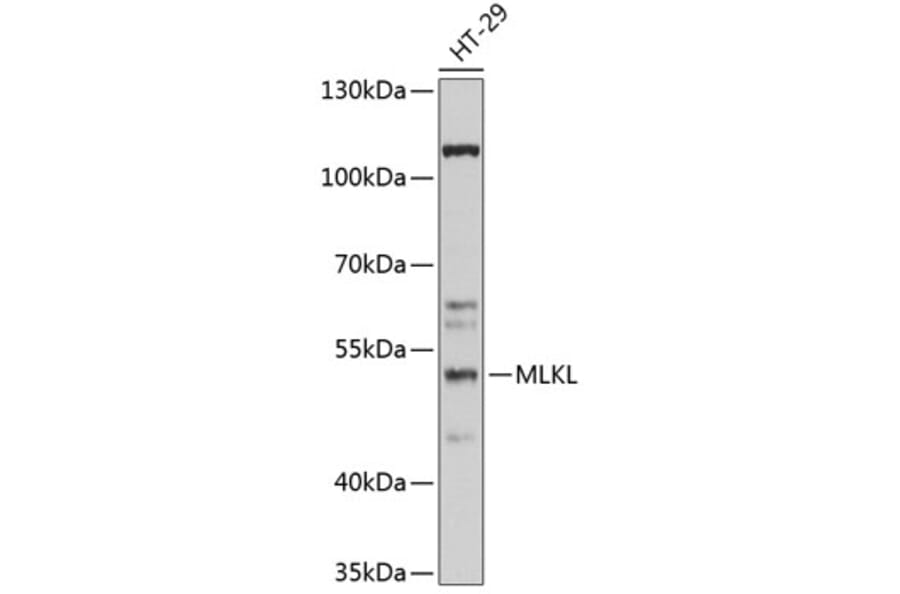 Western Blot - Anti-MLKL Antibody (A90295) - Antibodies.com