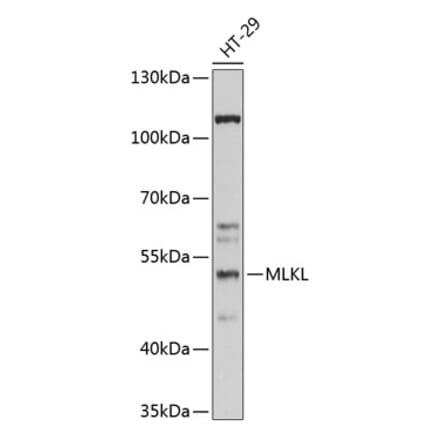 Western Blot - Anti-MLKL Antibody (A90295) - Antibodies.com