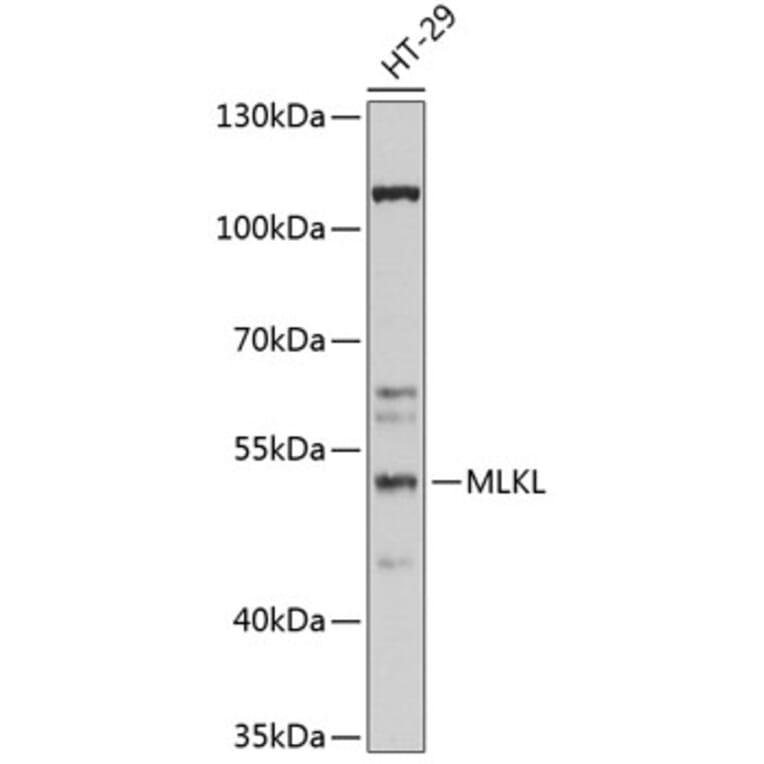 Western Blot - Anti-MLKL Antibody (A90295) - Antibodies.com