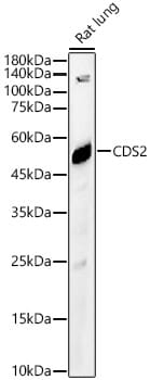 Western blot analysis of extracts of various cell lines, using Anti-CDS2 Antibody (A16080) at 1:1,000 dilution.
Secondary antibody: Goat Anti-Rabbit IgG (H+L) (HRP) (AS014) at 1:10,000 dilution.
Lysates / proteins: 25µg per lane.
Blocking buffer: 3% non-fat dry milk in TBST.
Detection: ECL Basic Kit (RM00020).
Exposure time: 30s.