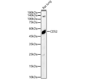 Western Blot - Anti-CDS2 Antibody (A90296) - Antibodies.com