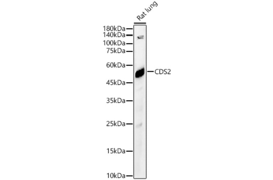 Western Blot - Anti-CDS2 Antibody (A90296) - Antibodies.com