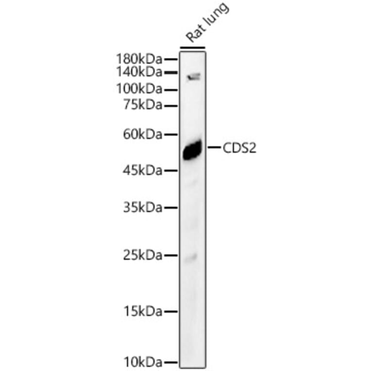 Western Blot - Anti-CDS2 Antibody (A90296) - Antibodies.com