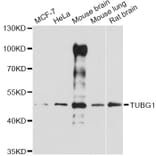 Western Blot - Anti-TUBG1 Antibody (A14554) - Antibodies.com