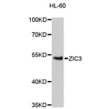Western Blot - Anti-ZIC3 Antibody (A13671) - Antibodies.com