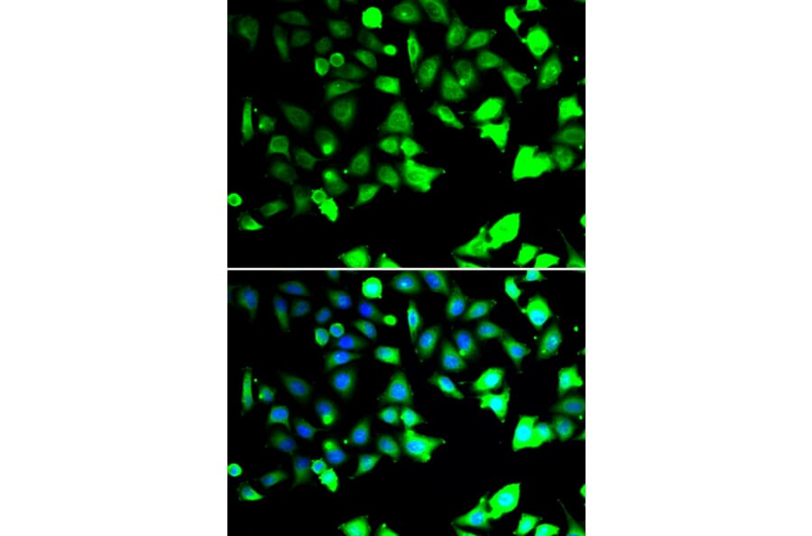 Immunofluorescence - Anti-XIAP Antibody (A90310) - Antibodies.com