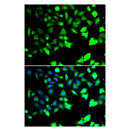Immunofluorescence - Anti-XIAP Antibody (A90310) - Antibodies.com