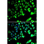 Immunofluorescence - Anti-XIAP Antibody (A90310) - Antibodies.com