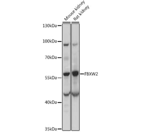 Western Blot - Anti-FBW2 Antibody (A90311) - Antibodies.com