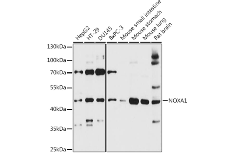 Western Blot - Anti-NOXA1 Antibody (A90313) - Antibodies.com