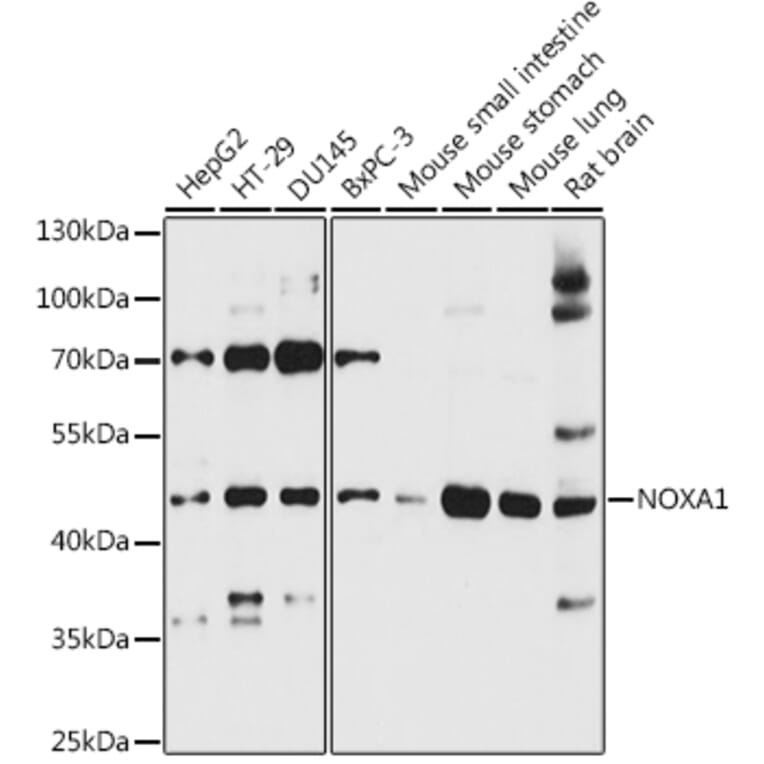 Western Blot - Anti-NOXA1 Antibody (A90313) - Antibodies.com