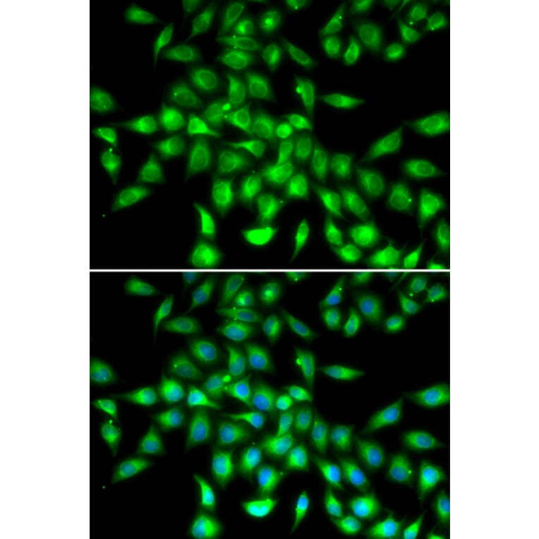 Immunofluorescence - Anti-SERPINA10 Antibody (A90315) - Antibodies.com