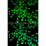 Immunofluorescence - Anti-SERPINA10 Antibody (A90315) - Antibodies.com