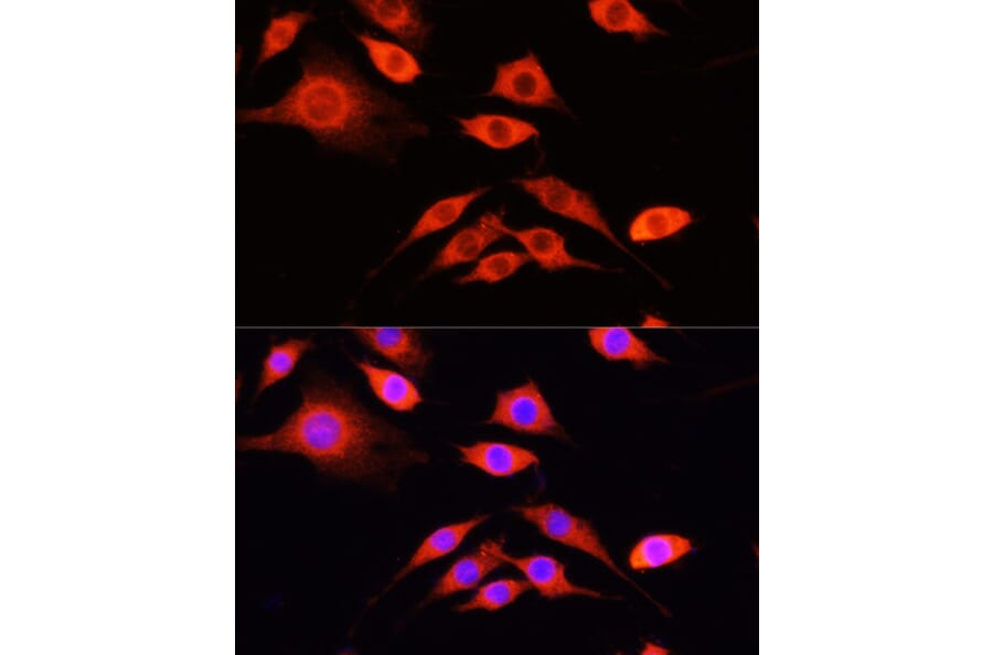 Immunofluorescence - Anti-SERPINA10 Antibody (A90315) - Antibodies.com