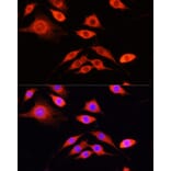 Immunofluorescence - Anti-SERPINA10 Antibody (A90315) - Antibodies.com