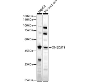Western Blot - Anti-HNF6 Antibody (A90316) - Antibodies.com