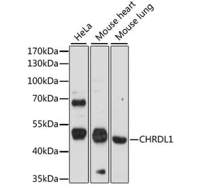 Western Blot - Anti-CHRDL1 Antibody (A90321) - Antibodies.com