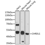 Western Blot - Anti-CHRDL1 Antibody (A90321) - Antibodies.com