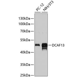 Western Blot - Anti-DCAF13 Antibody (A90322) - Antibodies.com