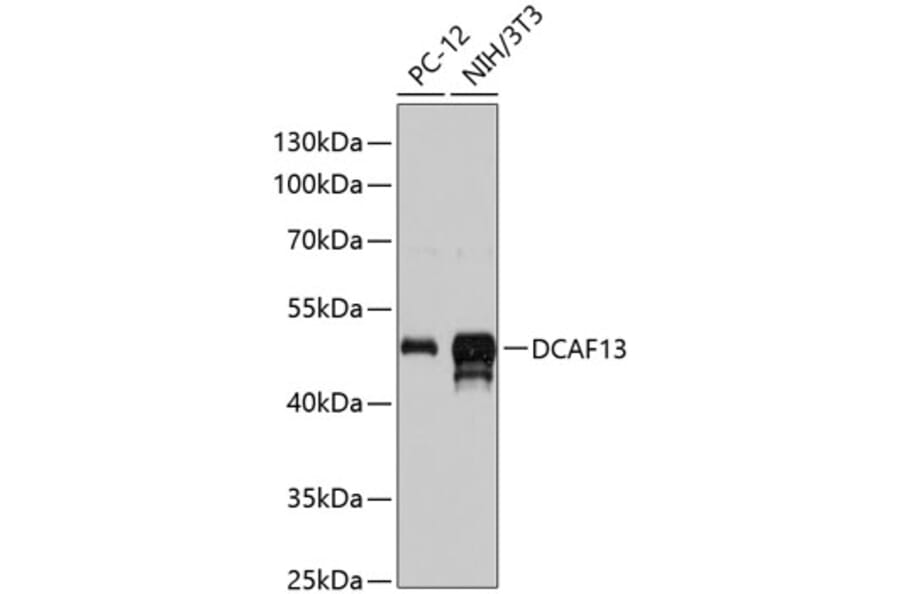 Western Blot - Anti-DCAF13 Antibody (A90322) - Antibodies.com