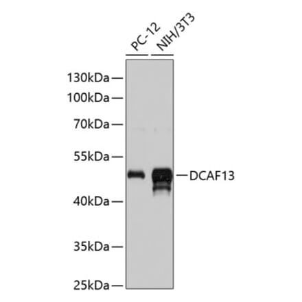 Western Blot - Anti-DCAF13 Antibody (A90322) - Antibodies.com