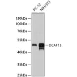 Western Blot - Anti-DCAF13 Antibody (A90322) - Antibodies.com