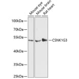 Western Blot - Anti-CSNK1G3 Antibody (A90323) - Antibodies.com