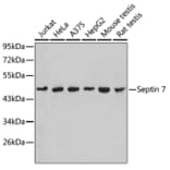 Western Blot - Anti-SEPT7 Antibody (A90324) - Antibodies.com