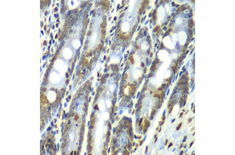 Immunohistochemistry - Anti-SEPT7 Antibody (A90324) - Antibodies.com