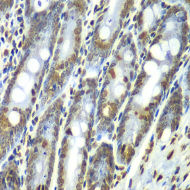 Immunohistochemistry - Anti-SEPT7 Antibody (A90324) - Antibodies.com