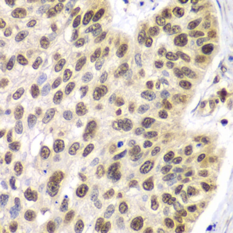 Immunohistochemistry - Anti-SEPT7 Antibody (A90324) - Antibodies.com