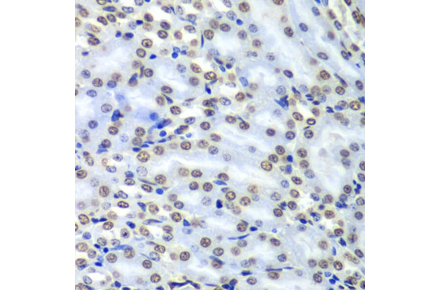Immunohistochemistry - Anti-SEPT7 Antibody (A90324) - Antibodies.com