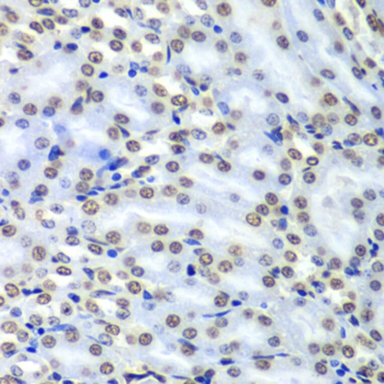 Immunohistochemistry - Anti-SEPT7 Antibody (A90324) - Antibodies.com