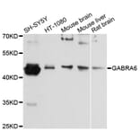 Western Blot - Anti-GABRA6 Antibody (A12750) - Antibodies.com