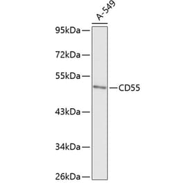 Western Blot - Anti-CD55 Antibody (A90326) - Antibodies.com