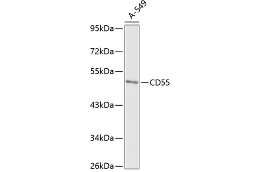 Western Blot - Anti-CD55 Antibody (A90326) - Antibodies.com