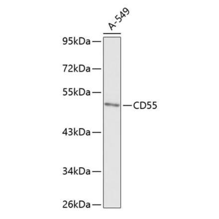 Western Blot - Anti-CD55 Antibody (A90326) - Antibodies.com
