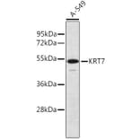 Western Blot - Anti-Keratin Antibody (A16013) - Antibodies.com