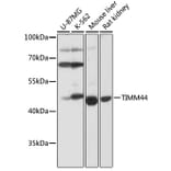 Western Blot - Anti-TIM44 Antibody (A90331) - Antibodies.com