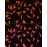 Immunofluorescence - Anti-TIM44 Antibody (A90331) - Antibodies.com