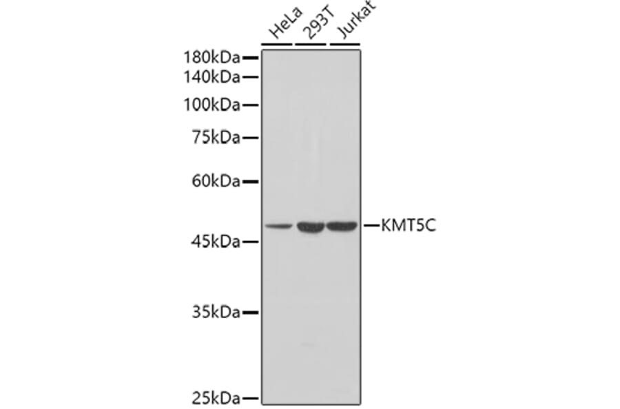 Western Blot - Anti-KMT5C/SUV4-2h2 Antibody (A90333) - Antibodies.com