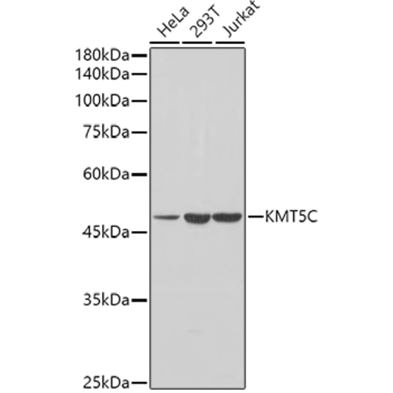 Western Blot - Anti-KMT5C/SUV4-2h2 Antibody (A90333) - Antibodies.com