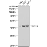 Western Blot - Anti-KMT5C/SUV4-2h2 Antibody (A90333) - Antibodies.com